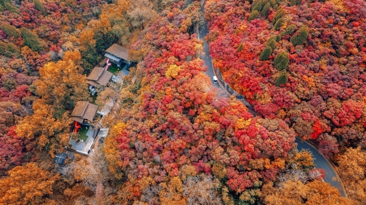 济南赏秋绝佳地，红叶谷红了