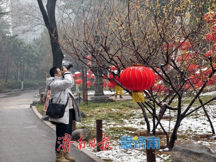 一年四季 泉在济南丨雪后蜡梅，藏在济南的春日浪漫