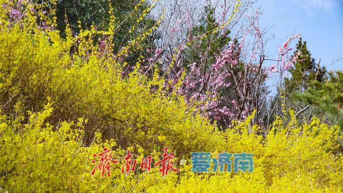 一年四季 泉在济南丨晴好沐春风 茂陵山公园春景正盛