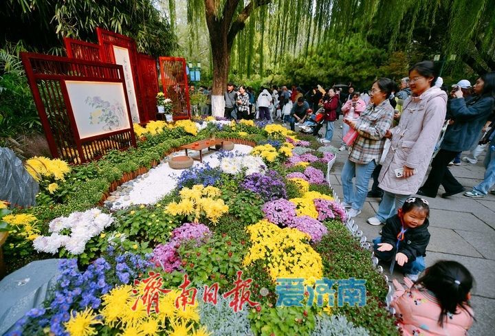 泉畔秋色菊香可待，济南市第47届趵突泉金秋菊展正式启幕