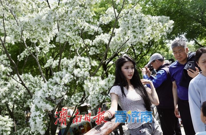 泉城公园流苏花开如雪 游客争相打卡“四月雪”
