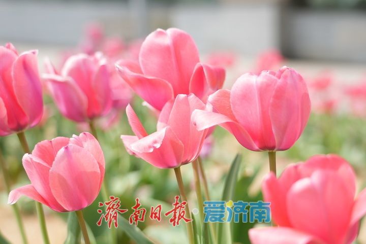 泉城人才公园郁金香盛放，春日氛围感拉满