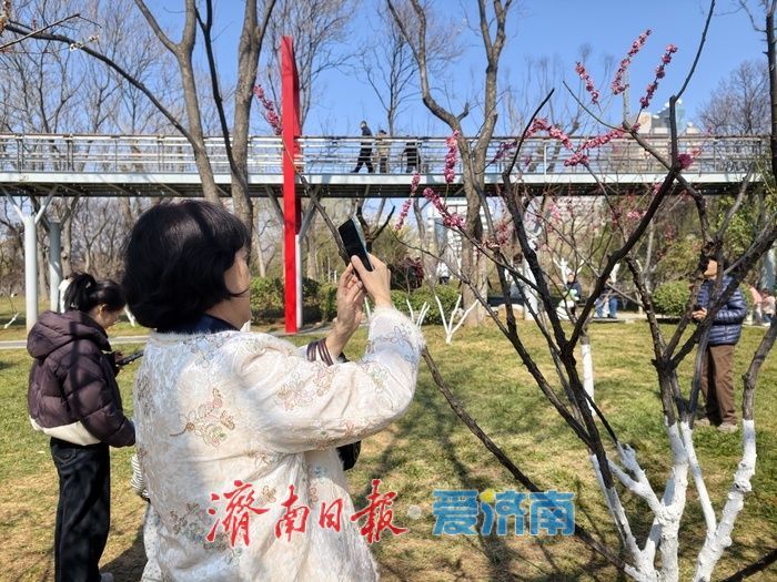 一年四季 泉在济南丨泉城又见梅花开