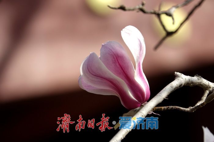 一年四季 泉在济南丨泉水叮咚，玉兰花开