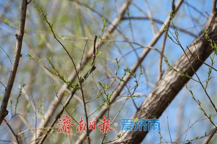 春满泉城绿意浓 玉符河畔踏青忙