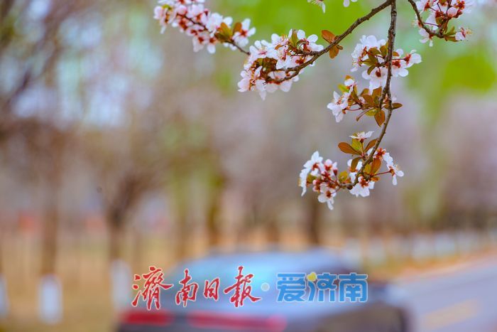 一年四季 泉在济南丨三十里花廊醉春风 济南黄河大道紫叶李进入最佳观赏期