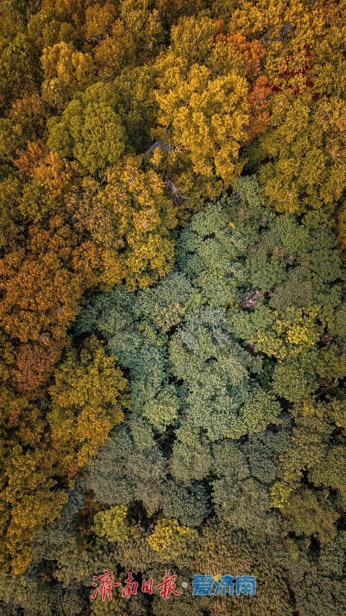 树染金黄，都市秋意正当时