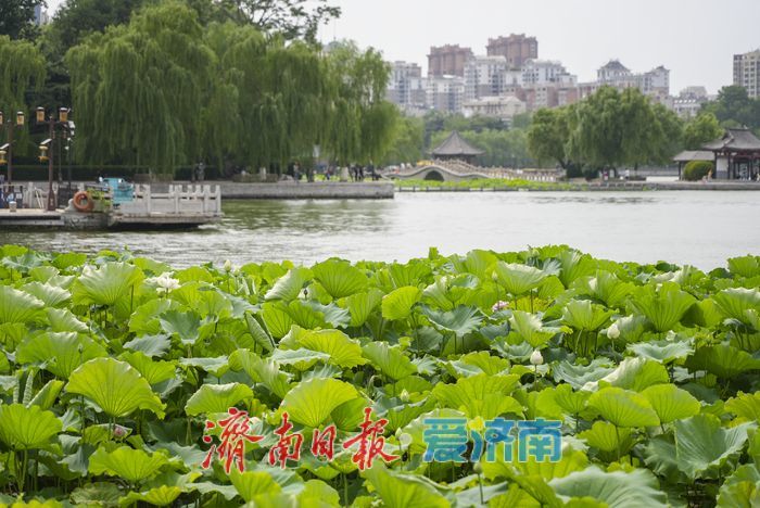 一年四季 泉在济南 