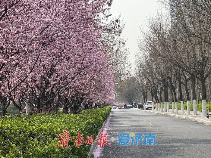 梅花映街景 泉城春意浓