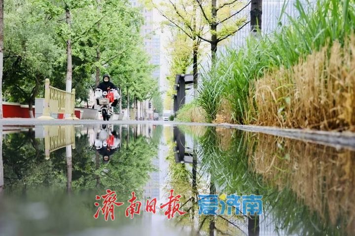 一年四季 泉在济南｜雨润娜塔栎 城市街头尽显绿意风情