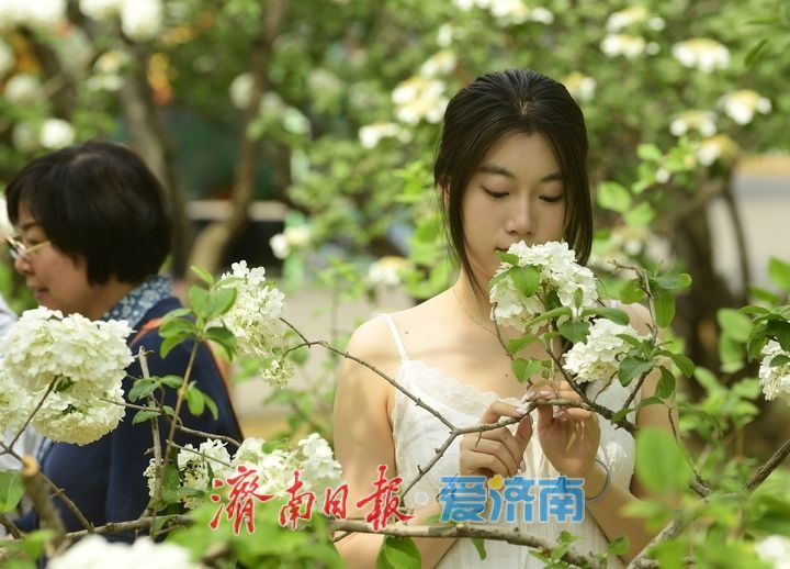暮春时节花满园，泉城“绣球”惹人爱