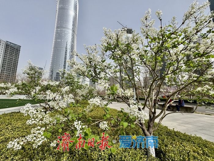 济南CBD绸带公园丁香花浪漫绽放