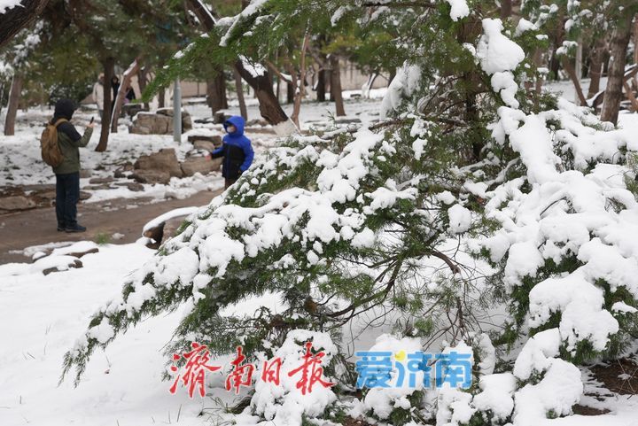 雪后泉城公园美景持续 宛如童话世界