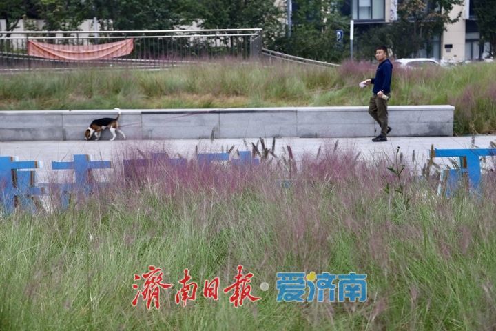 泉城人才公园粉黛进入盛花期 邂逅秋日粉色浪漫
