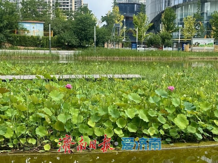 一年四季 泉在济南｜菡萏初绽CBD 泉城夏日添新景