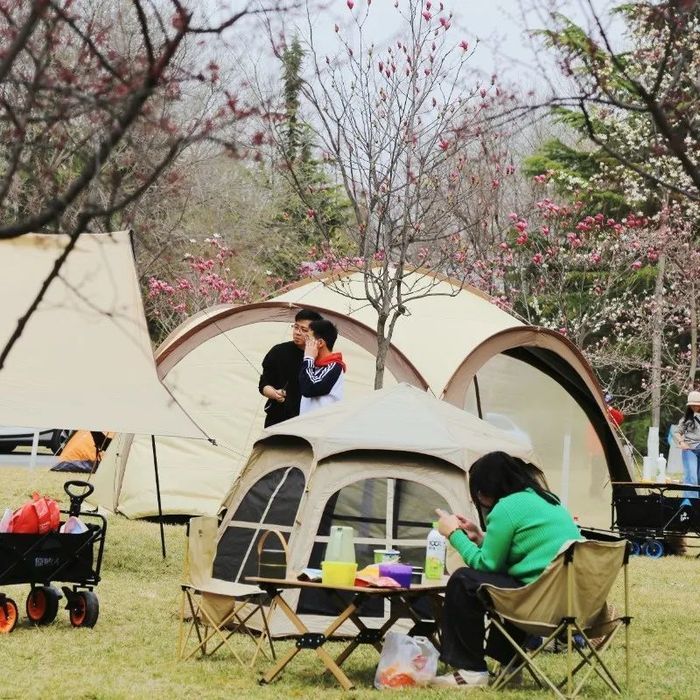 玉兰没看够？这里接着看！济南植物园玉兰花开得正盛