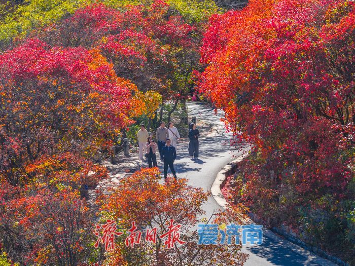 红叶谷秋色如画，文旅热度持续攀升
