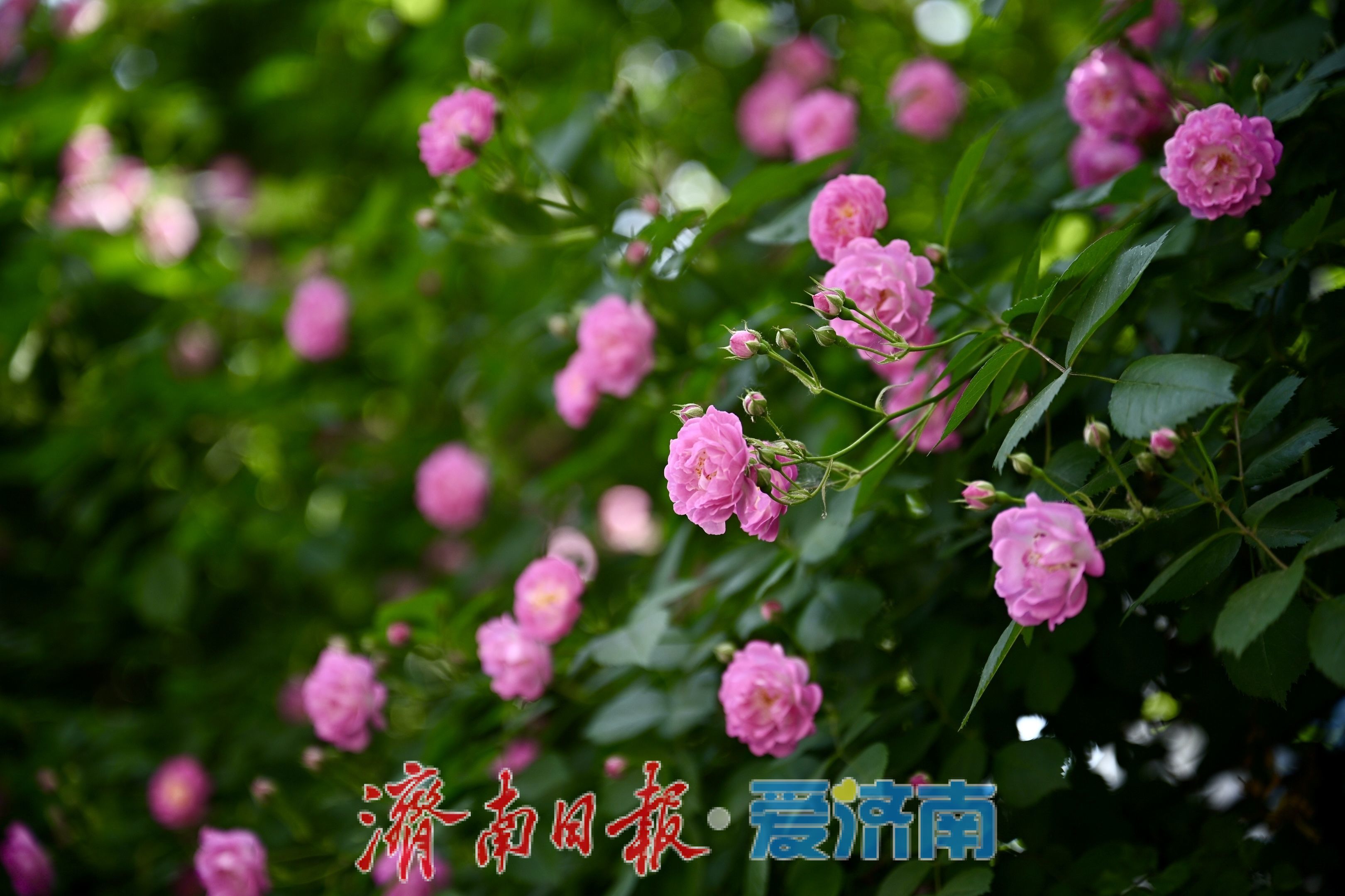 一年四季 泉在济南丨红蔷薇绽放经四路 泉城街头春意浓