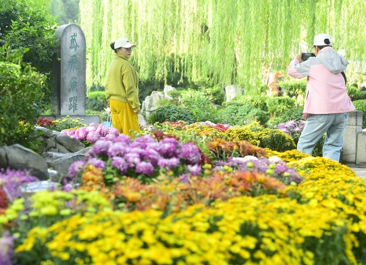 6万余盆菊花竞相绽放，第45届趵突泉金秋菊展拉开帷幕