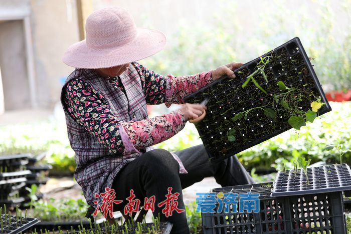 春日育苗忙 科技赋能 “苗壮苗优”