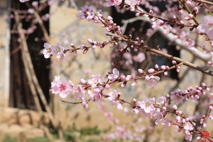 肥城市第二十三届桃花节·仪阳桃花游暨“桃之夭夭”仪阳春日花朝节启幕