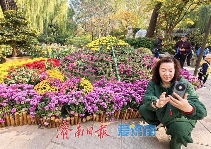 花海模式已开启，趵突泉菊展最佳观赏期来了！