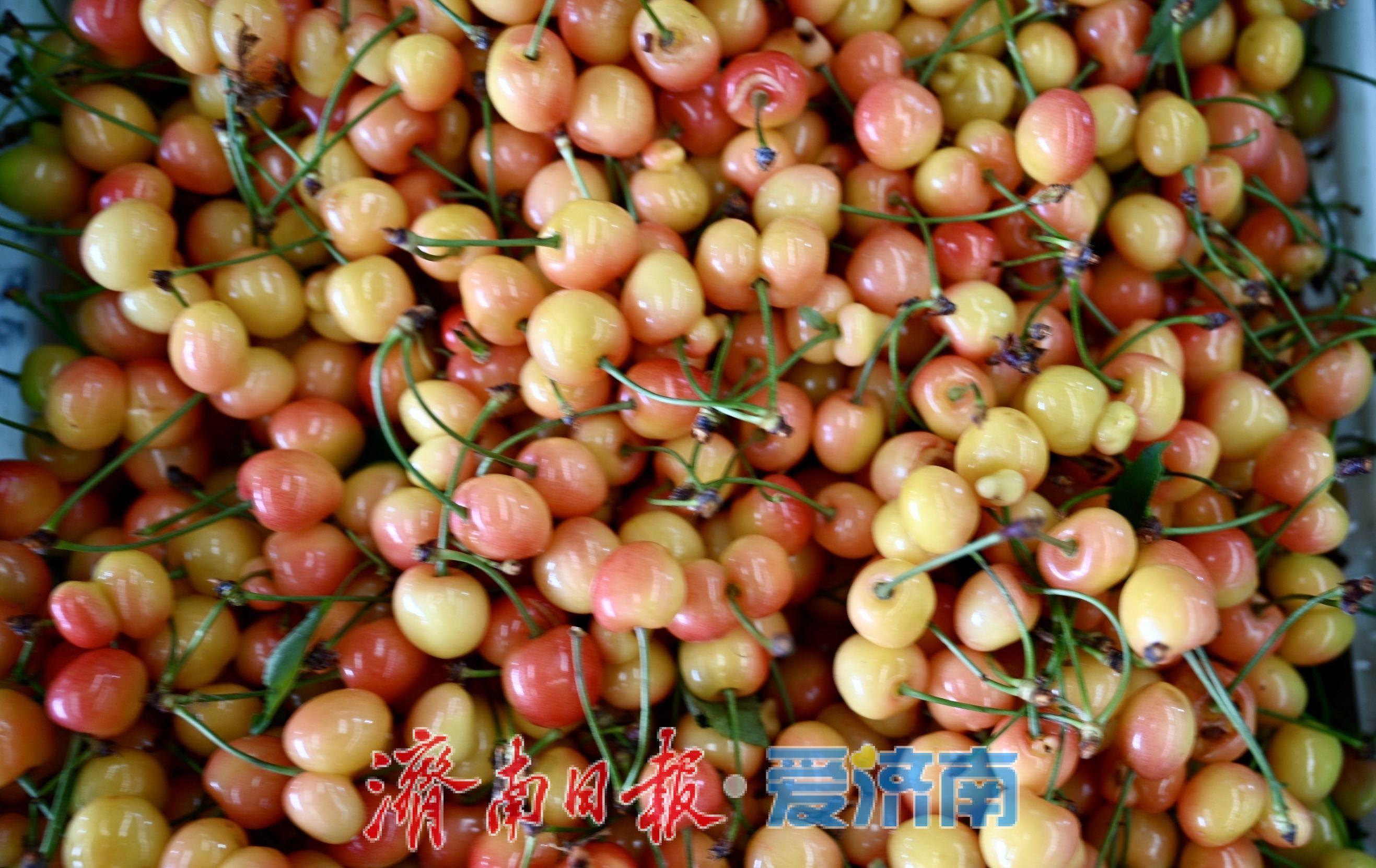 堤口果品批发市场迎樱桃购销热潮 南山樱桃成焦点
