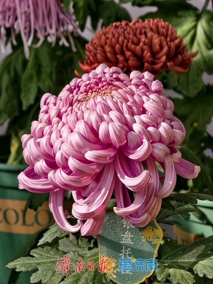 泉畔初冬，被菊花镶上了“金边”