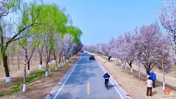 飞阅黄河大坝，邂逅“生态廊道”的春日序章｜春满槐荫·黄河长堤画卷①