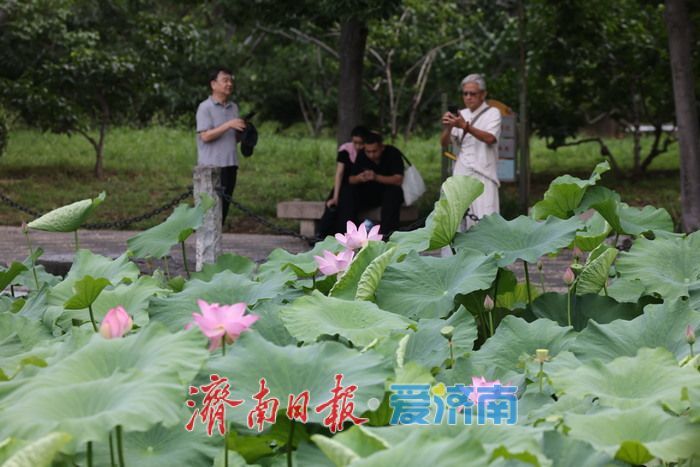 一年四季 “泉”在济南丨荷风送香！泉城公园荷花盛开迎来观赏季