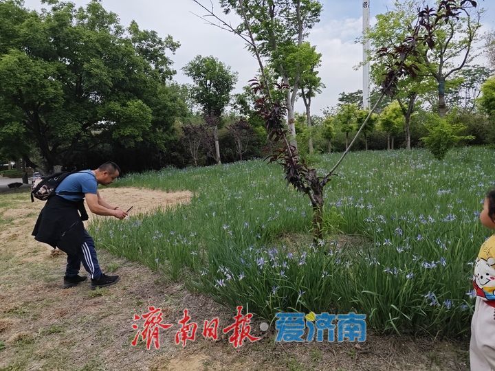 一年四季 泉在济南丨春日黄河岸繁花盛放 百里黄河风景区迎来游玩热潮