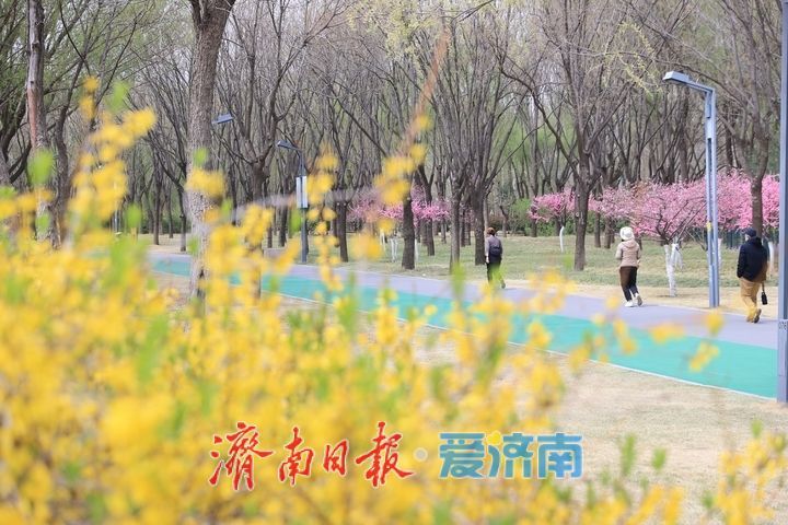 多彩花卉缤纷绽放，济南森林公园赏花正当时！