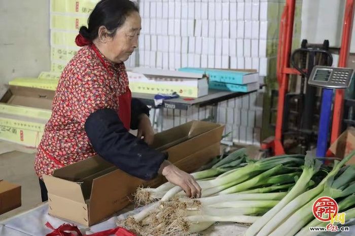 立冬收葱忙！绣惠女郎山葱香满田垄
