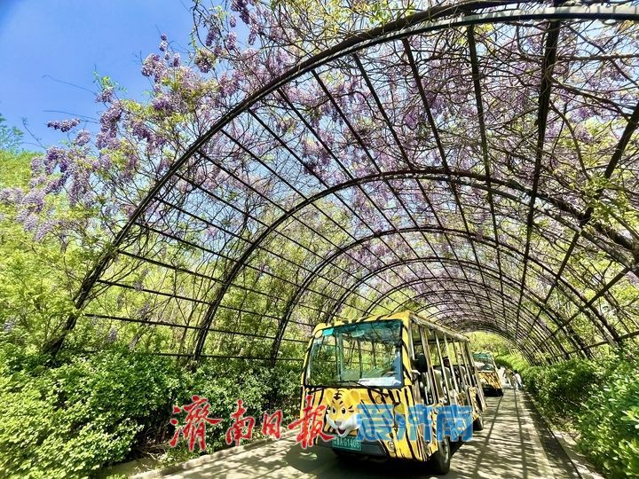 紫藤天幕独具浪漫引客来