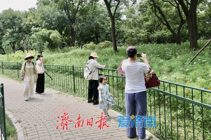 一年四季 泉在济南丨泉城公园波斯菊绚烂盛放 花海如画引市民打卡