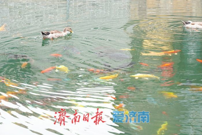 一年四季 泉在济南｜泉涌鱼游花相伴！雨后王府池子焕新姿