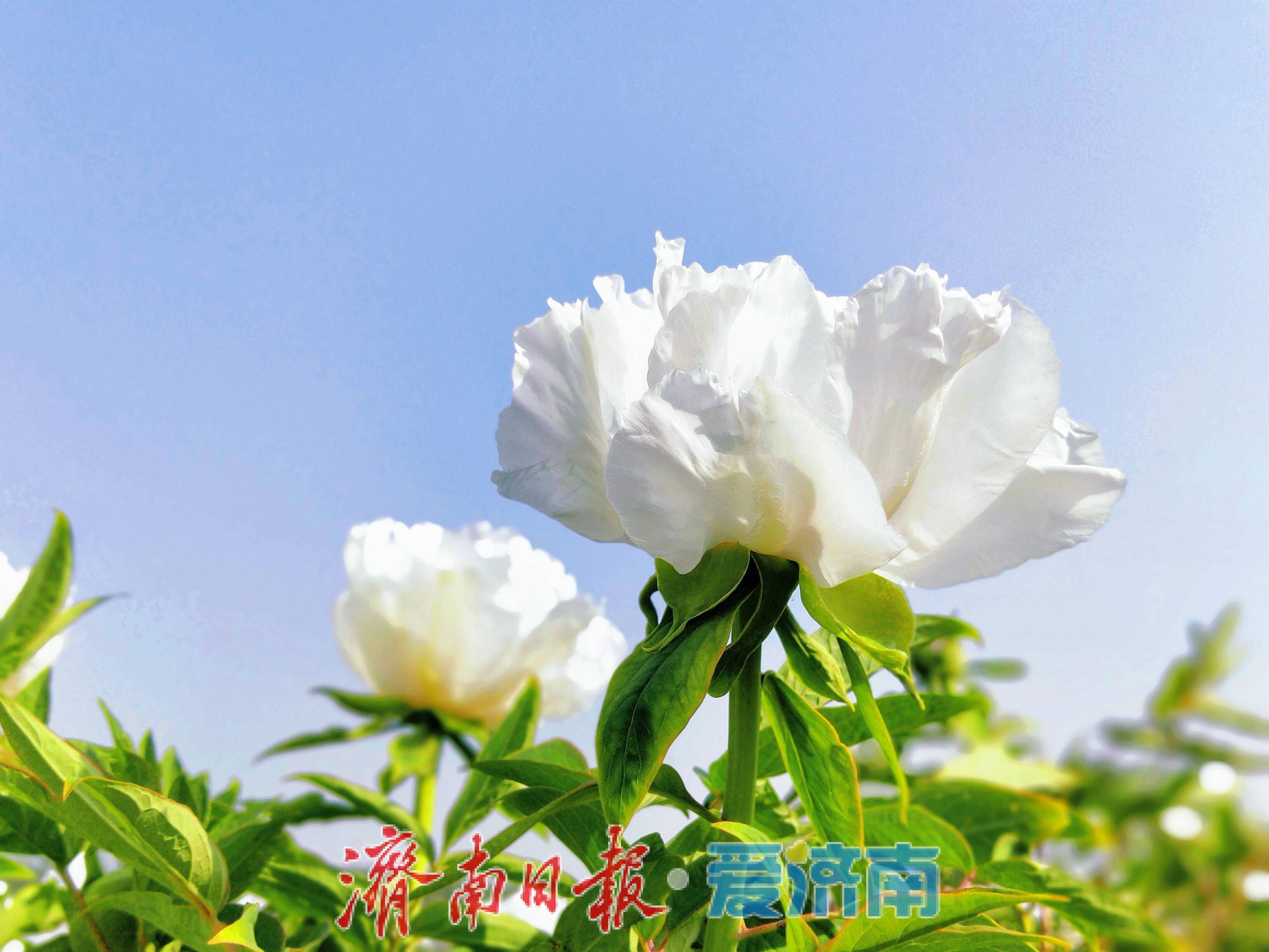 白韵缀神秀 丹花绽芳华 长清双泉镇神秀谷牡丹迎盛景