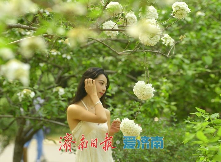 暮春时节花满园，泉城“绣球”惹人爱