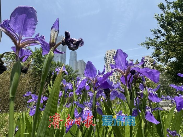繁花映城！济南CBD鸢尾花绽放，勾勒春日都市美景