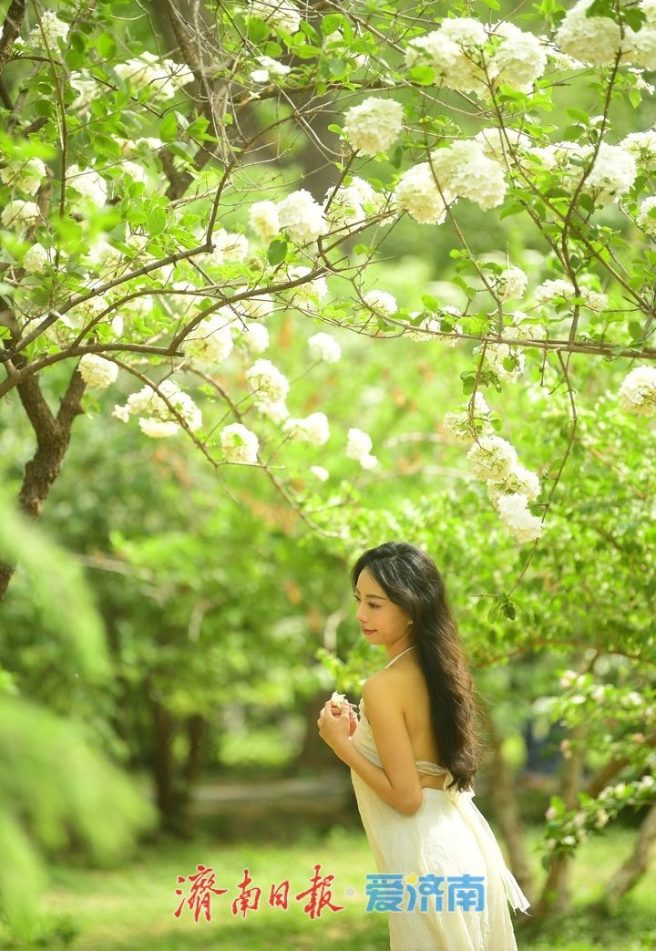 暮春时节花满园，泉城“绣球”惹人爱