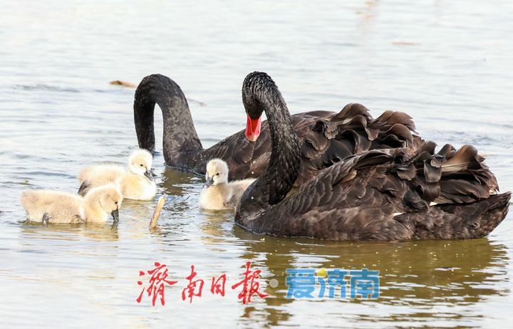 大明湖首次迎来自然孵化“黑天鹅宝宝”