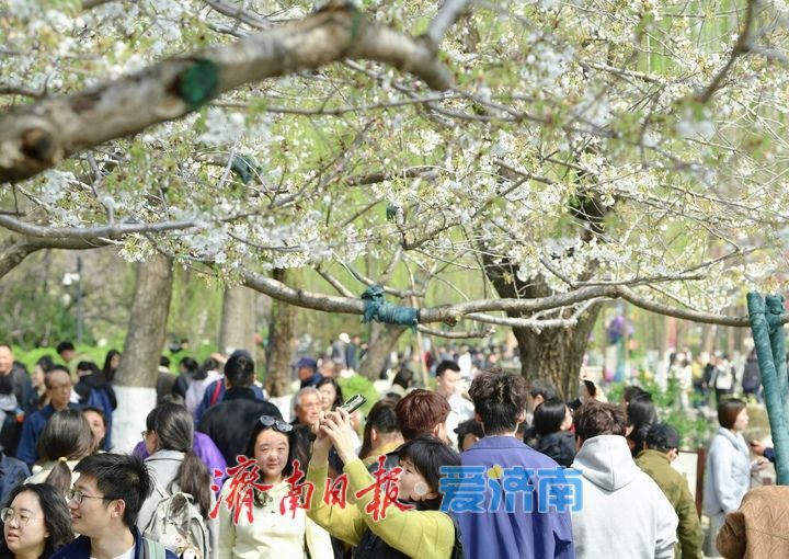 春风拂岸樱绽龙潭 ，济南市第23届五龙潭樱花节正式启幕
