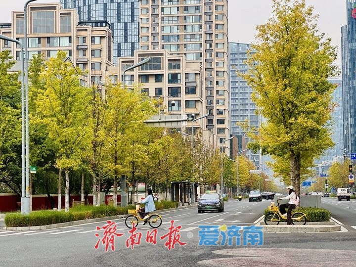 一年四季 泉在济南丨娜塔栎换装扮靓CBD 绘就泉城秋日画卷