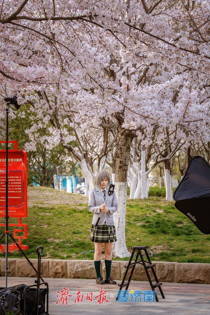 济南滨湖广场樱花盛放 春日浪漫氛围感拉满