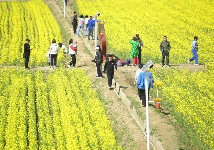 仲春时节满眼金，油菜花开遍地黄 
