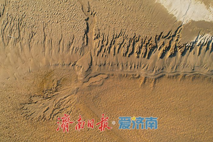 黄河济南段河床现自然 “树影” 奇观