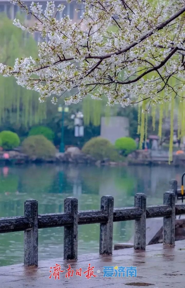 接下来，济南的人设是“樱花主理人”