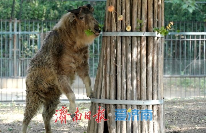 一年四季 泉在济南｜济南动物园开启动物“益智食光”