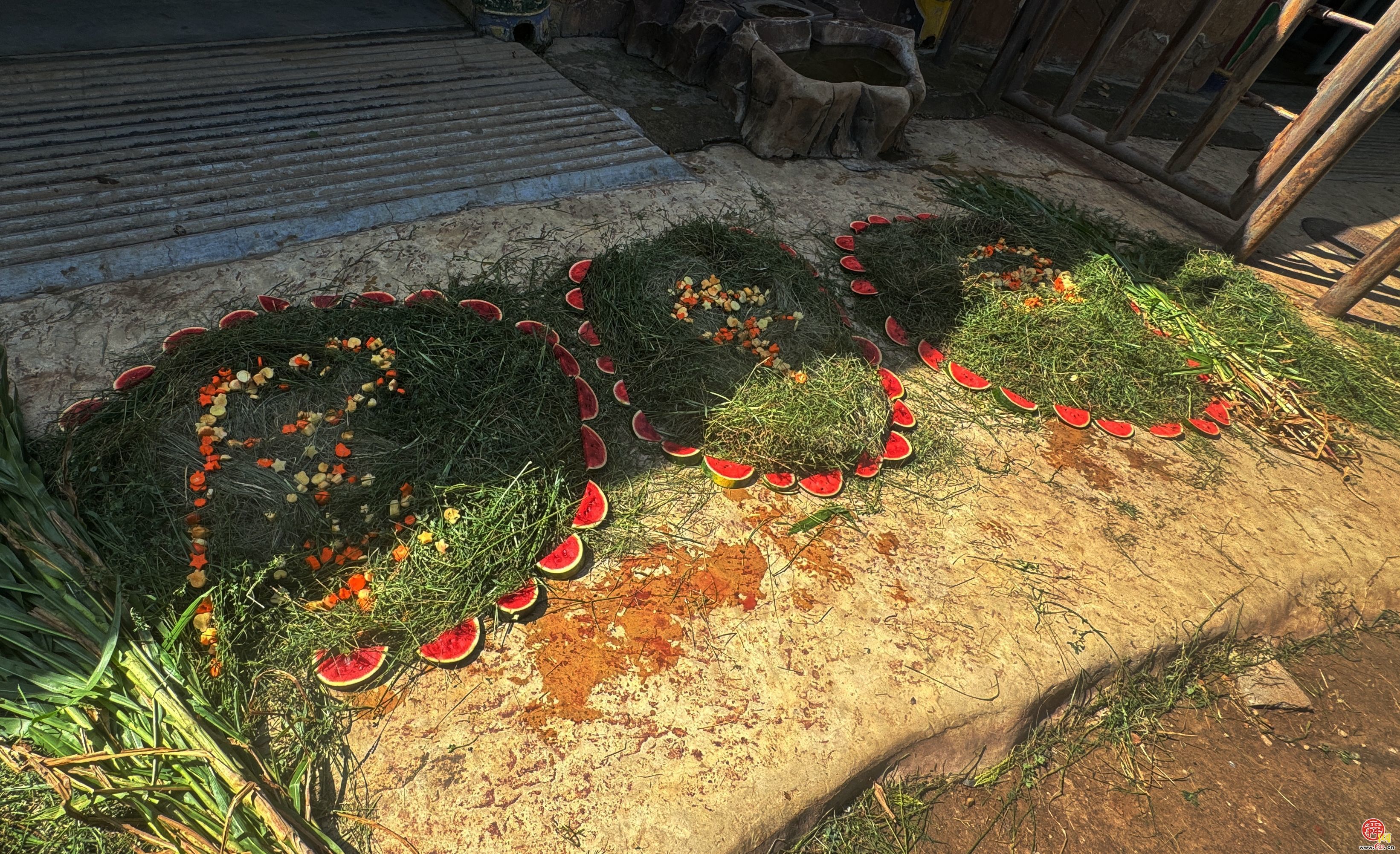 全国科普日——国际犀牛日 济南动物园内传递爱与关怀