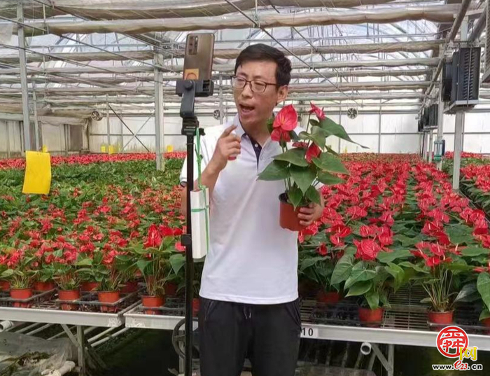 商河开启“新媒体+电商+直播”逆袭路！“一盆花”“开”出产业群